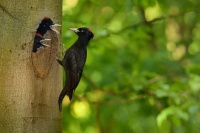 Datel cerny - Dryocopus martius - Black Woodpecker 0465